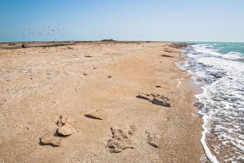 جولان ترسناک کوسه‌ها در سواحل جزیره قشم