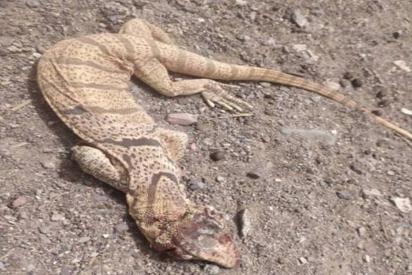 یک بزمجه در طبیعت گرمه زندهگیری و رهاسازی شد