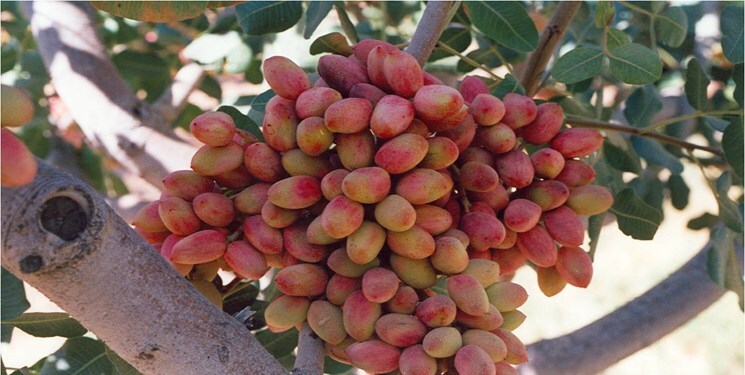 پیشبینی برداشت ۵ تن پسته از باغات میاندوآب