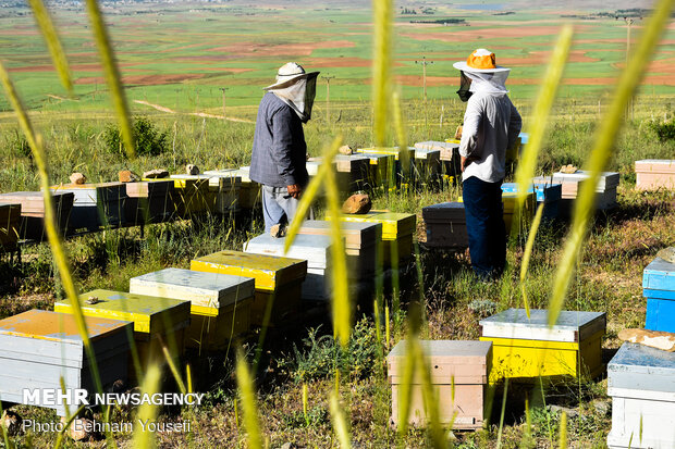 تولید سالیانه ۱۰۰ تن عسل در زنبورستان‌های لامرد