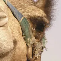 چیدن پشم شترها در چین