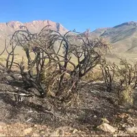 آتش‌سوزی منطقه حفاظت شده تنگ‌صیاد مهار شد