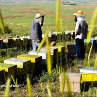 تولید سالیانه ۱۰۰ تن عسل در زنبورستان‌های لامرد