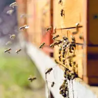 ربات ها به احیای کندوهای عسل کمک می کنند