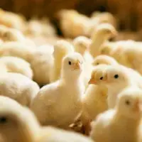 آرامش در بازار مرغ