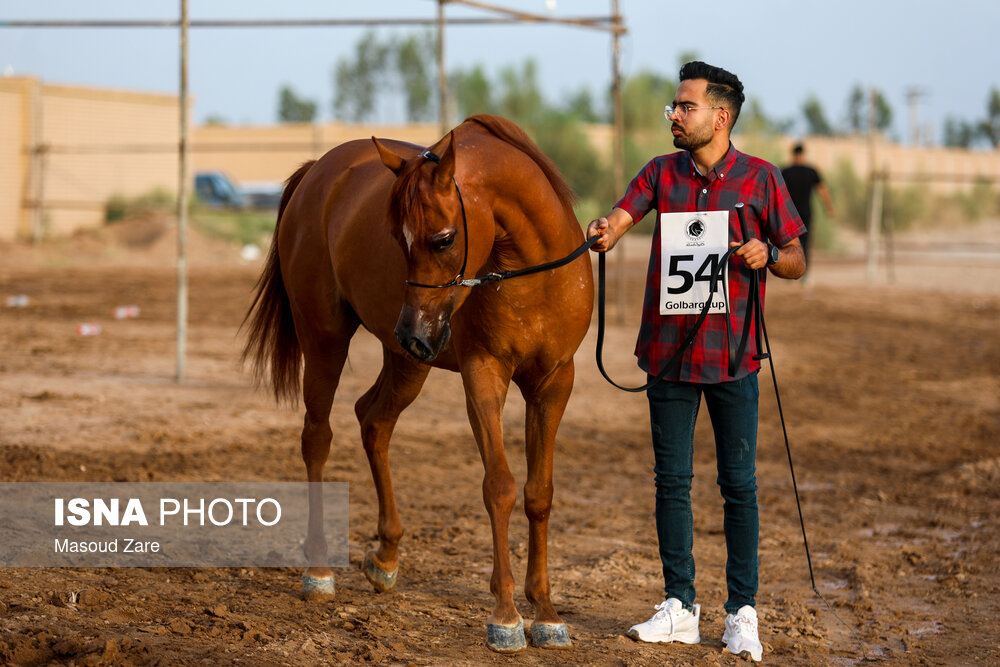 مسابقات زیبایی اسب اصیل عرب