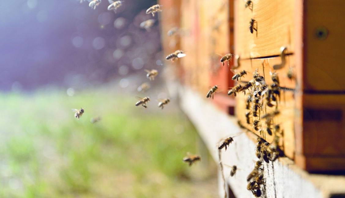 ربات ها به احیای کندوهای عسل کمک می کنند