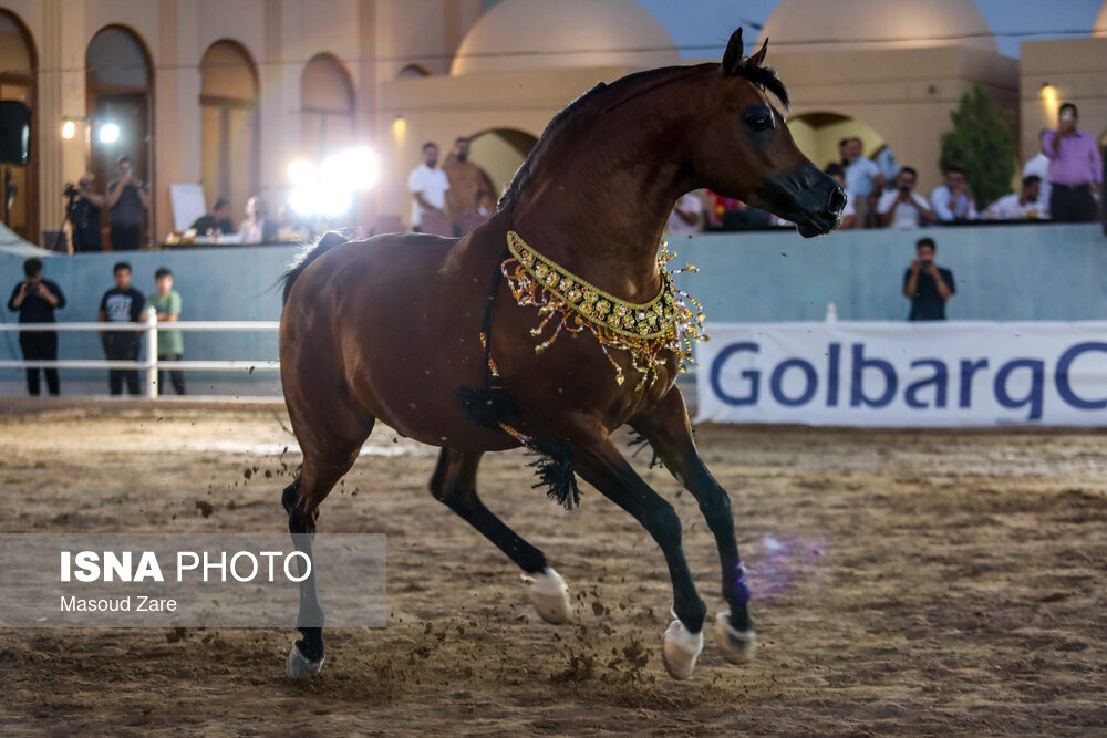 مسابقات زیبایی اسب اصیل عرب