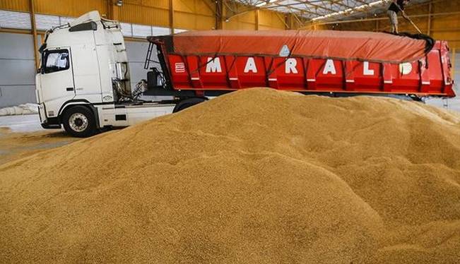 پیش‌بینی خرید ۸.۵ میلیون تن گندم از گندم‌کاران