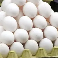 تخم‌مرغ ارزان شد