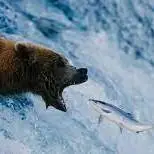 مهارت ماهیگیری خرس رو ببینین