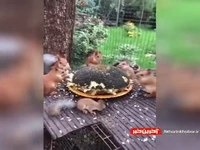 اصل تخمه خوردن اینجوریه!