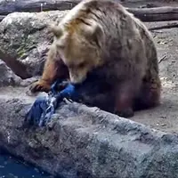  صحنه‌ای باور نکردنی از نجات یک کلاغ در حال غرق شدن توسط خرس!