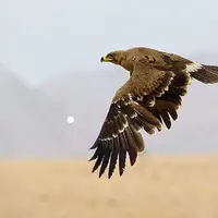 ۱۹ گونه‌ جانوری همدان در معرض خطر انقراض
