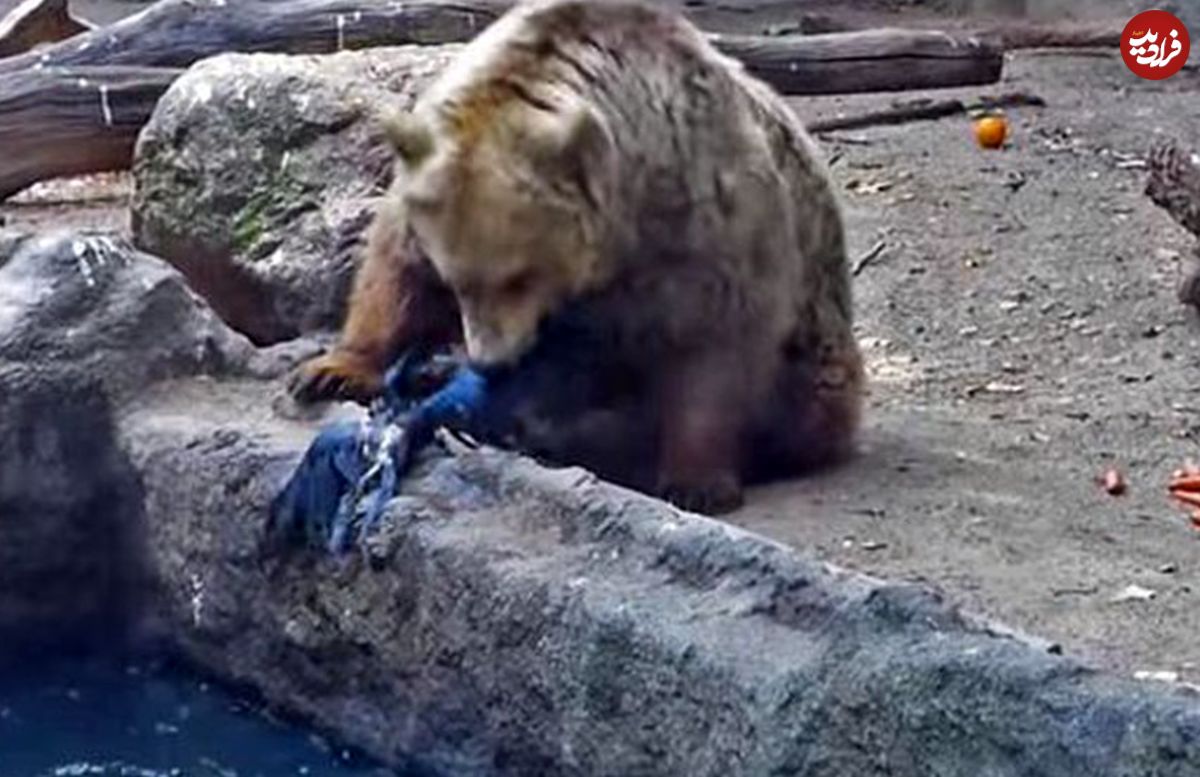  صحنه‌ای باور نکردنی از نجات یک کلاغ در حال غرق شدن توسط خرس!