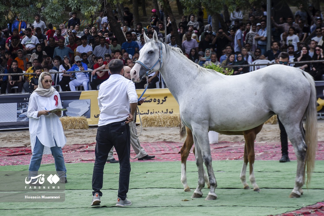 عکس/ جشنواره ملی اسب اصیل ترکمن در بجنورد