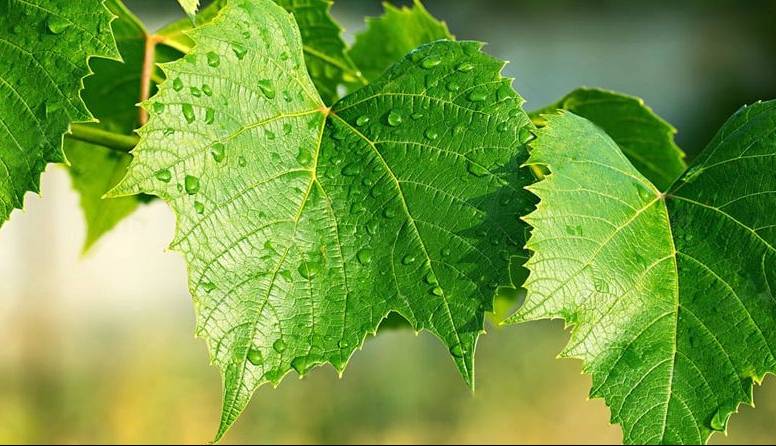 17 خاصیت بی نظیر برای برگ انگور