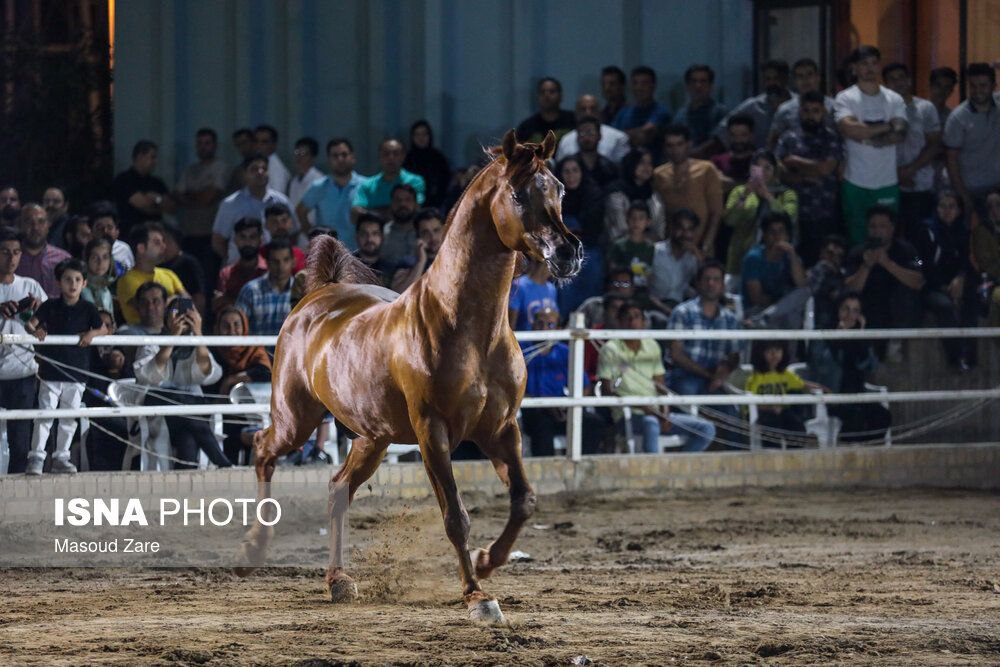 قاب‌هایی از مسابقات انتخاب زیباترین اسب ایران