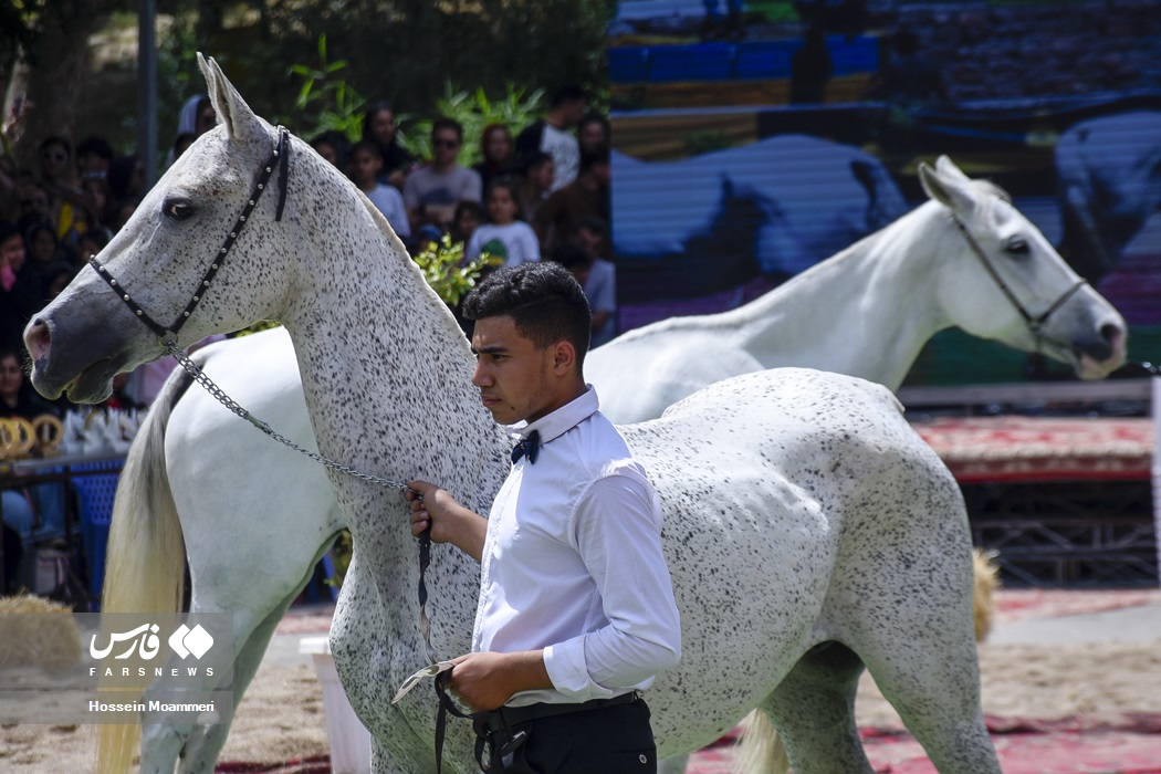 عکس/ جشنواره ملی اسب اصیل ترکمن در بجنورد