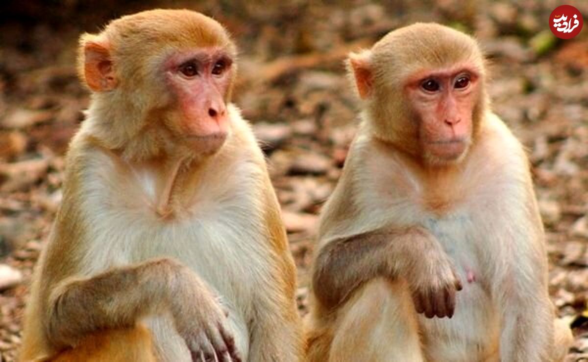 فیلمی پربازدید از زندگی لاکچری سه میمون!
