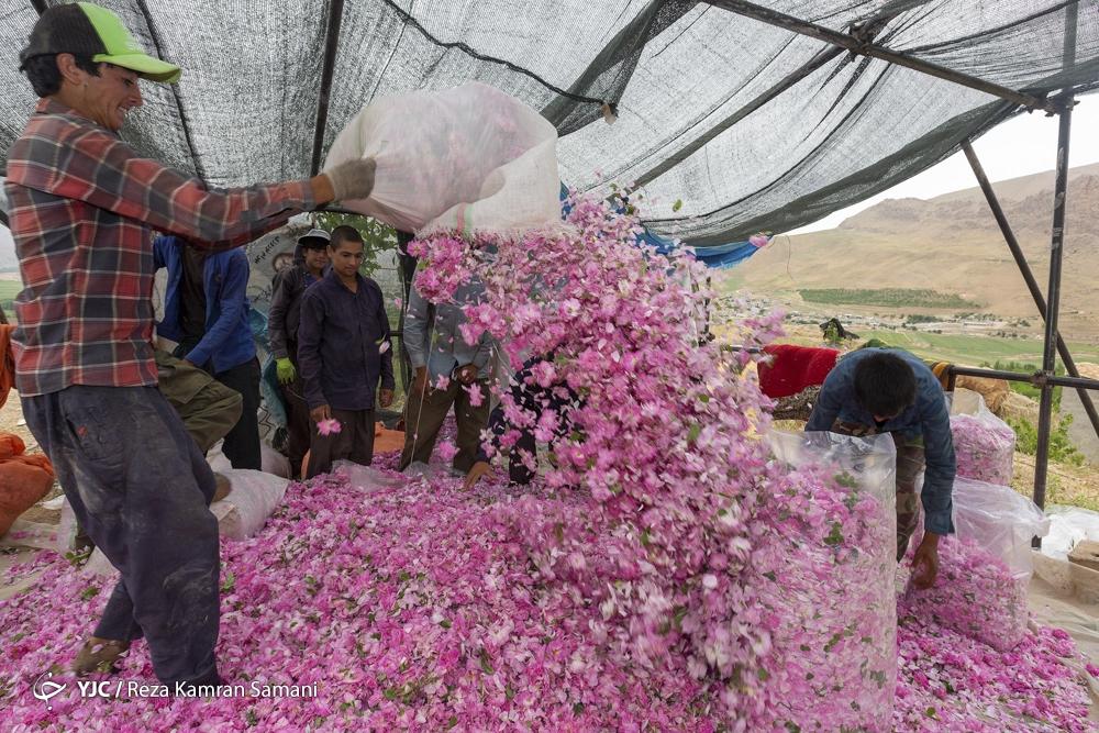 عکس/ برداشت گل محمدی در چهارمحال و بختیاری