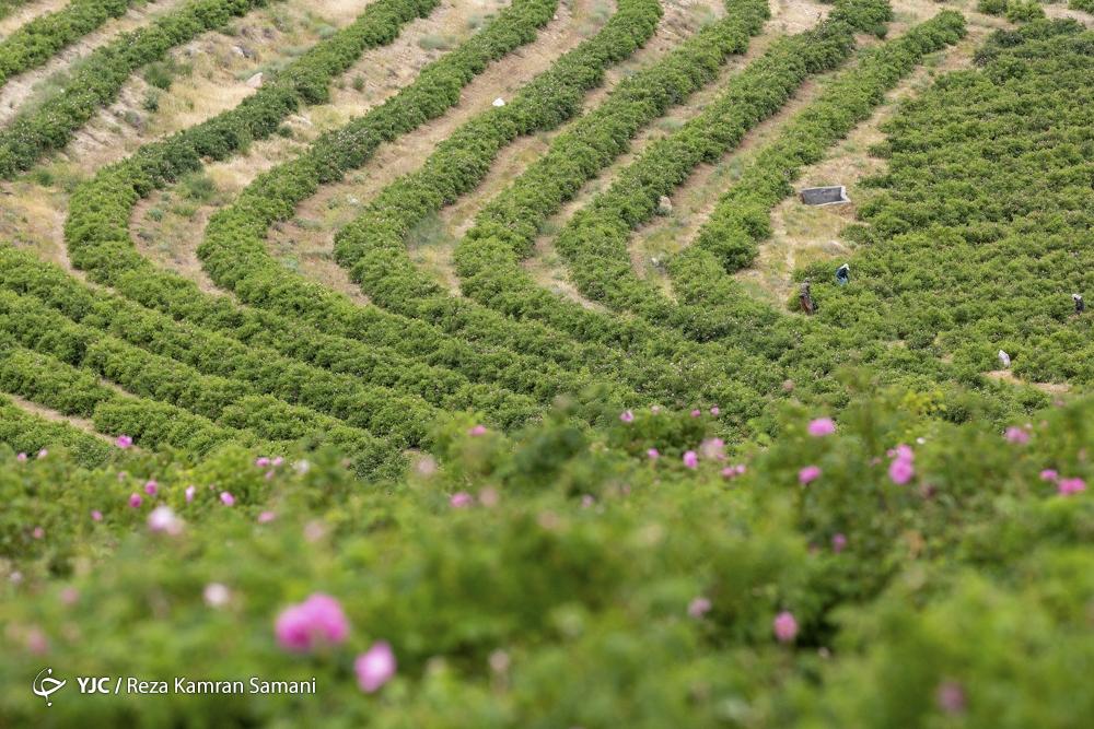 عکس/ برداشت گل محمدی در چهارمحال و بختیاری