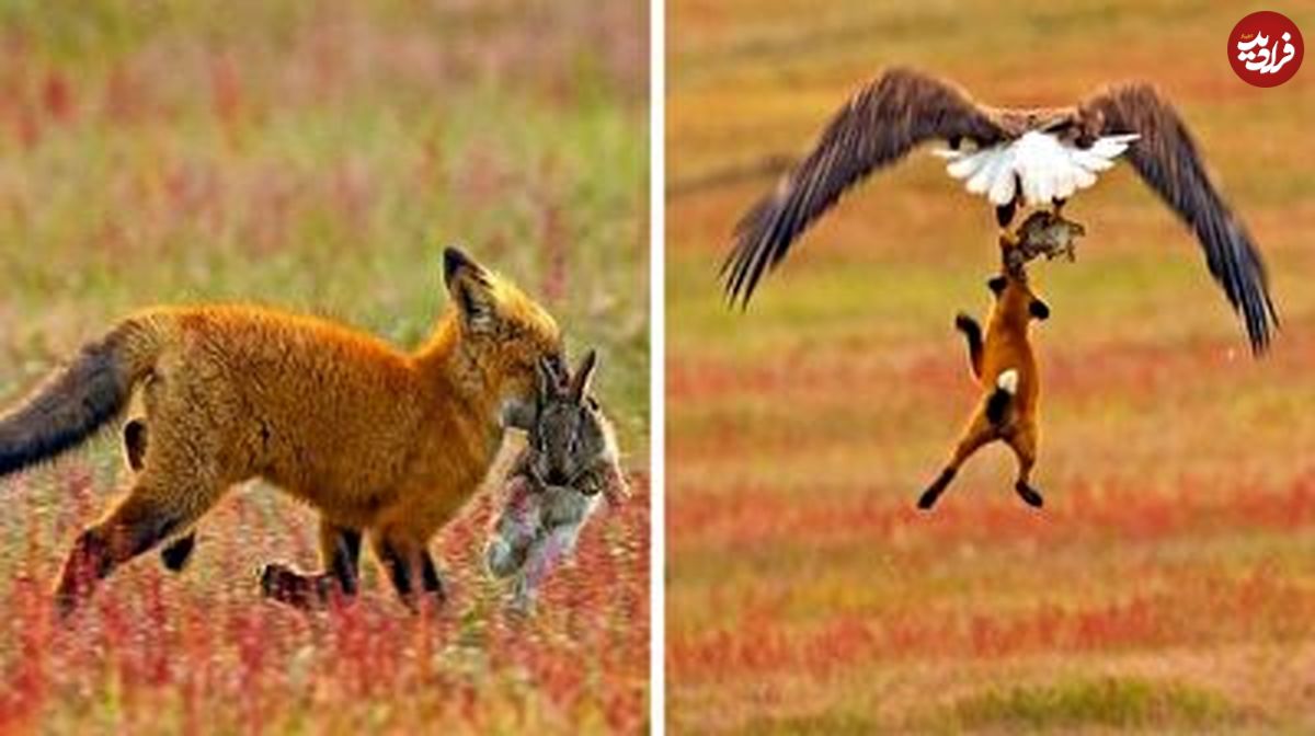 لحظه شکار شدن روباه توسط عقاب حین شکار خرگوش
