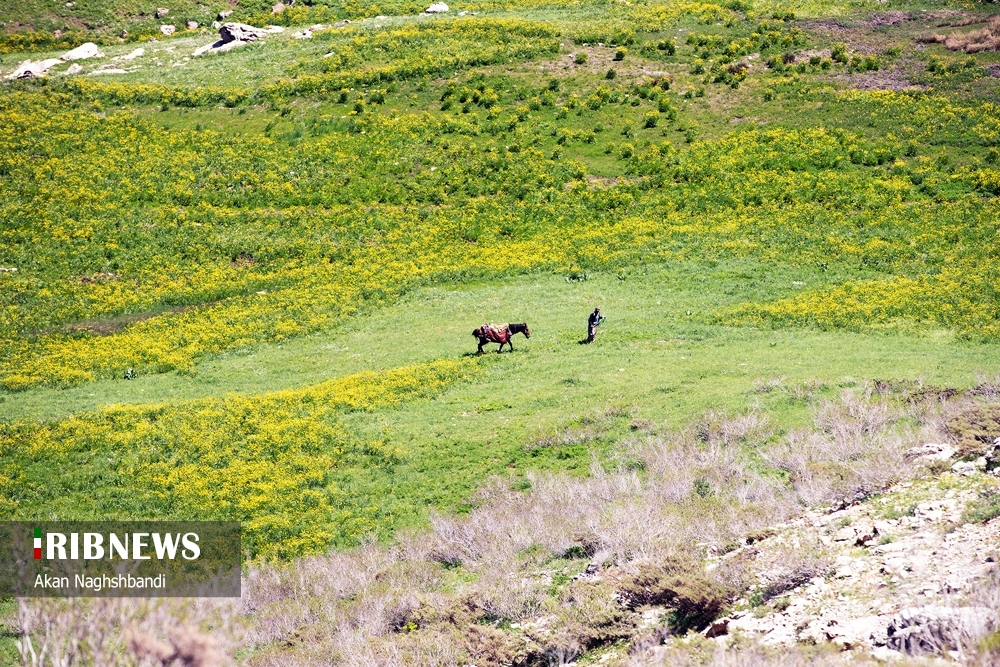 طبیعت بهاری منطقه اورامانات کردستان