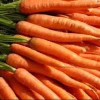 پیش‌بینی تولید ۸۲ هزار تن هویج در اقلید