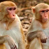 فیلمی پربازدید از زندگی لاکچری سه میمون!