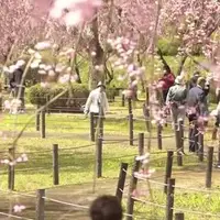 رکورد گرم‌ترین بهارِ ژاپن در ۱۲۵ سال گذشته