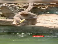 لحظه هایی بامزه از غافلگیر شدن حیوانات 
