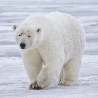 حس بویایی قوی خرس قطبی به روایت تصویر