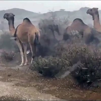 ثبت یک لحظه ترسناک؛ سیل عربستان شترها را هم با خود برد!