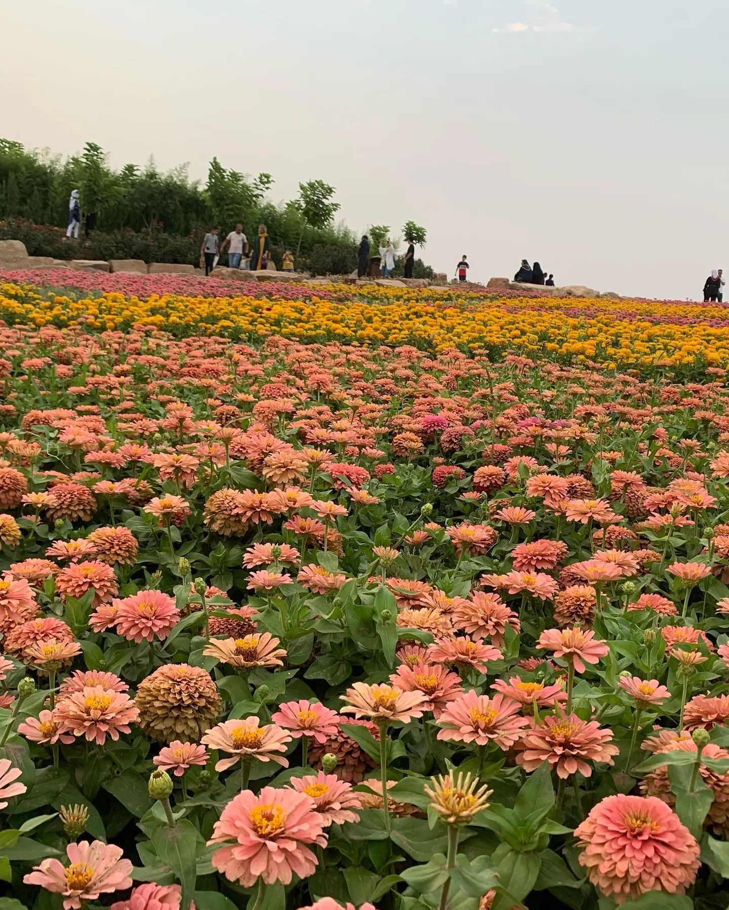 قابی زیبا از باغ گل‌های شیراز