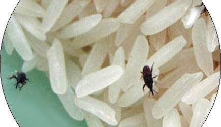شپشک برنج از کجا می‌آید و چطور از دستش خلاص شویم؟