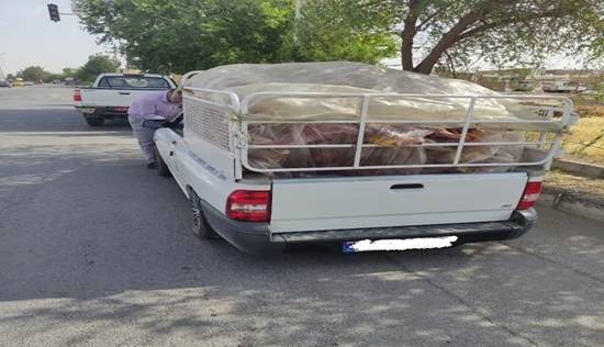 توقیف خودروی غیرمجاز حمل گوشت در میبد