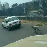 عامل حیوان آزاری در بابل دستگیر شد