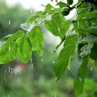 وزش باد و بارش باران در استان قم 
