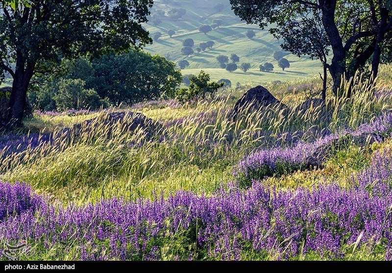 تصویری از دشت گلهای بنفش در شهرستان خرم اباد