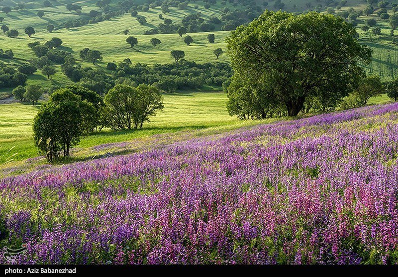 تصویری از دشت گلهای بنفش در شهرستان خرم اباد