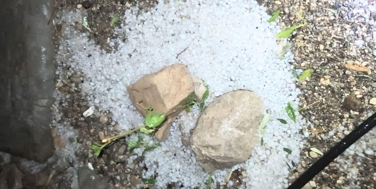 ویدئو/ بارش تگرگ در فارغان باعث خسارت به باغات شد