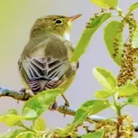 کشف تخلف زنده‌گیری ۸ قطعه جوجه‌مینا در بجنورد