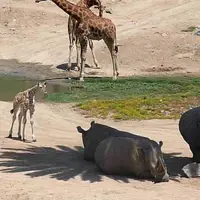 کنجکاوی بچه زرافه‌ای که برای اولین بار کرگدن می‌بیند