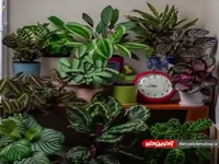 حرکت زیبای گیاهان در طی ۲۴ ساعت روز