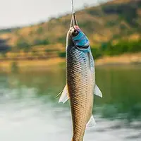 ماهیگیری حرفه ای با دست خالی!