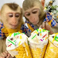 ویدئویی بامزه از بستنی قیفی خوردن میمون ها