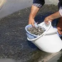 صید ۱۴ هزار تن ساردین ماهی در بندر جاسک