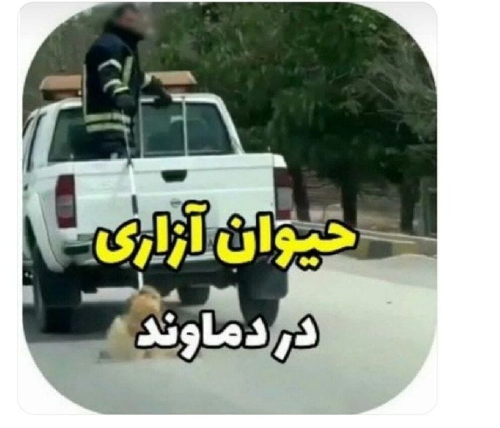 دستگیری فرد حیوانآزار در دماوند