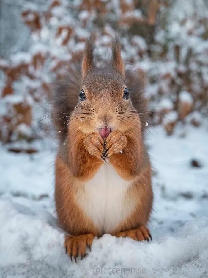 تصاویر بامزه از شخصیت دوست‌داشتنی سنجاب‌ها